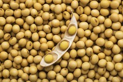 soybeans2